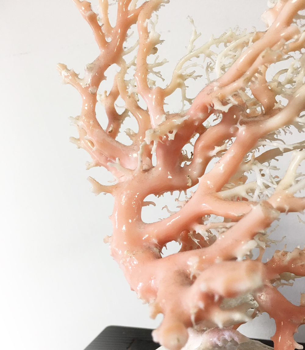 株式会社ケンセン35｜[珊瑚のおはなし２]珊瑚の種類・ピンクサンゴ